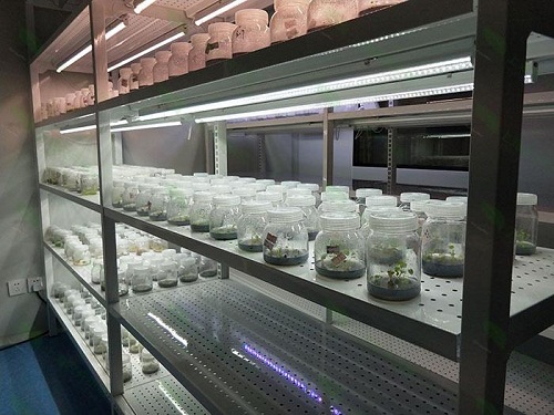 葫芦岛植物组织培养实验室设计建设方案